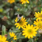 Fliege auf Husarenköpfchen