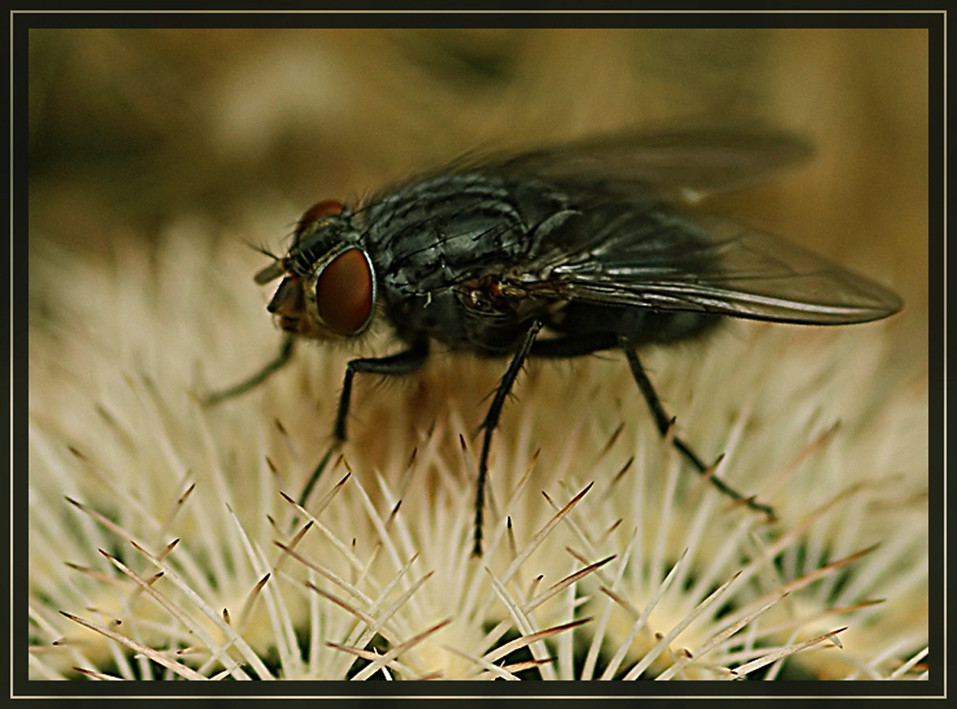 Fliege auf Kaktus