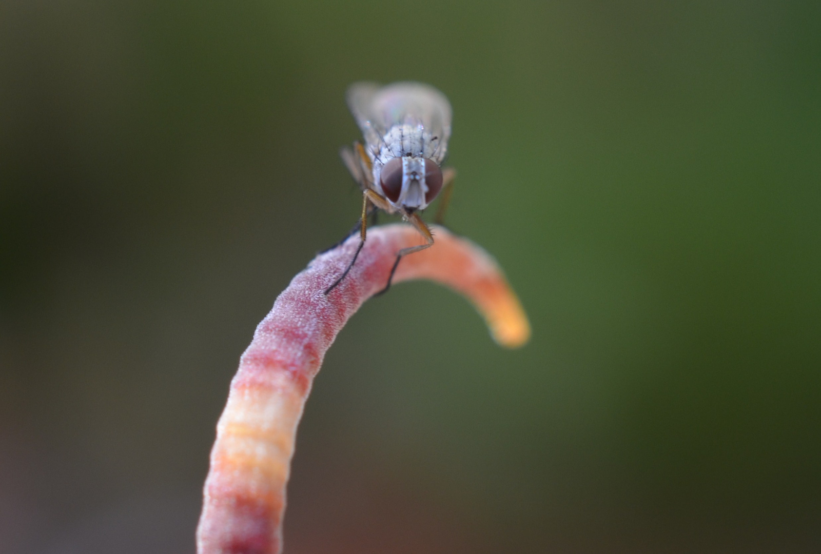 Fliege auf Kaktusdorn