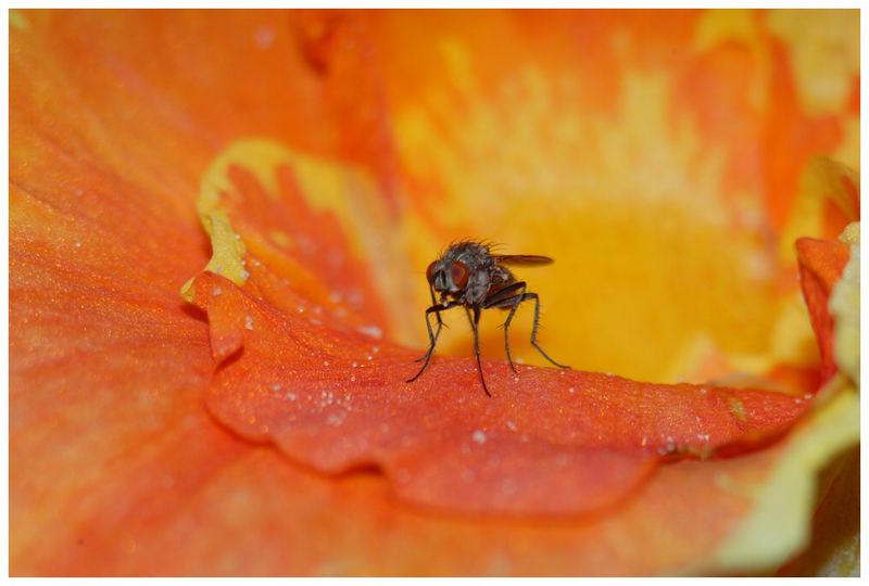 Fliege auf Kanablüte..