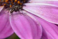 Fliege auf Kapkörbchen