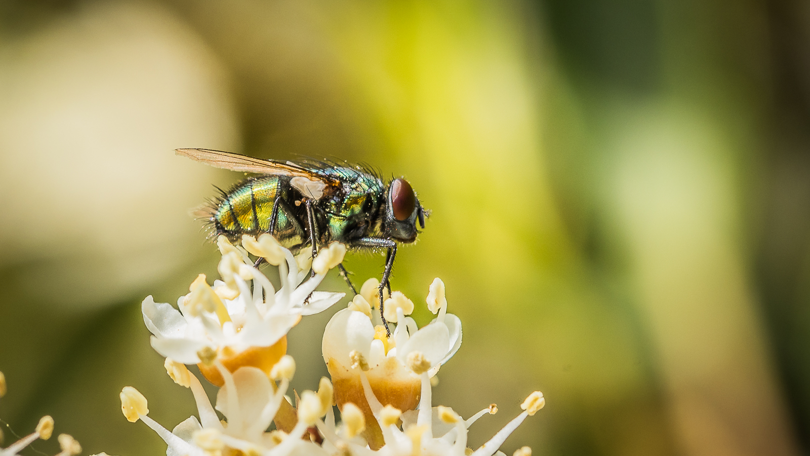 Fliege auf Kirschlorbeer