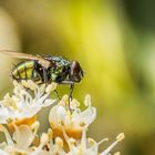 Fliege auf Kirschlorbeer