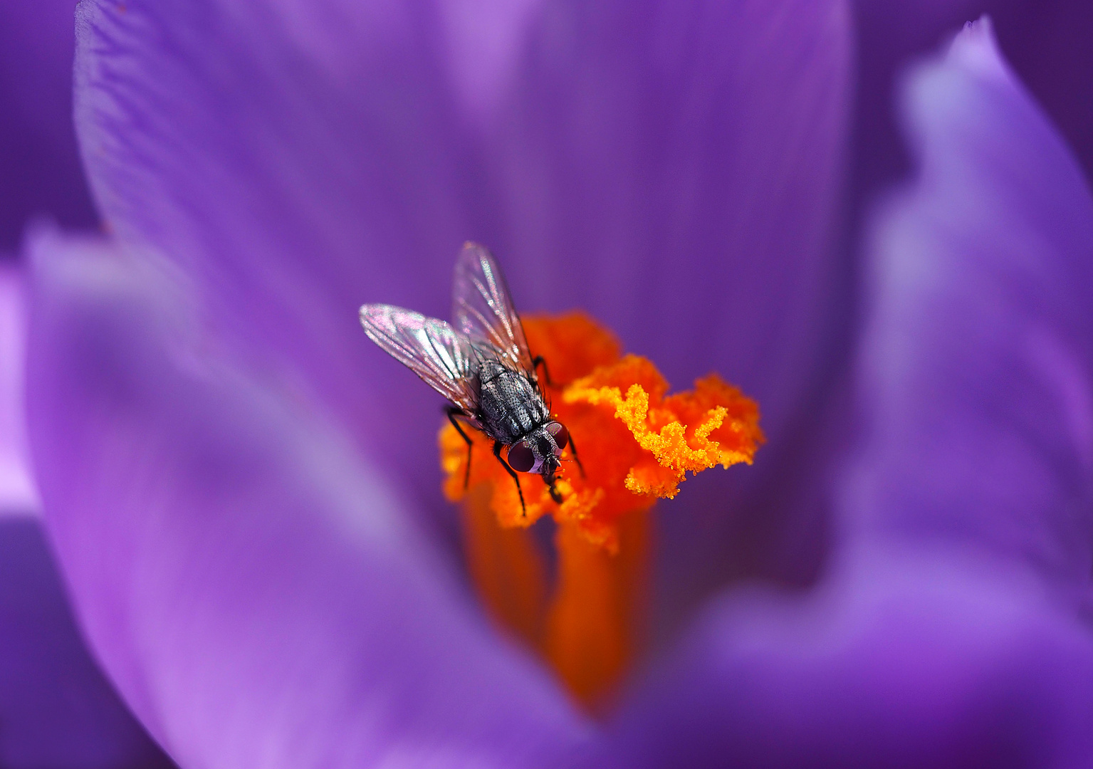 Fliege auf Krokus