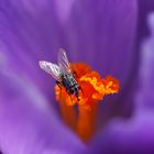 Fliege auf Krokus