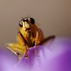 Fliege auf Krokus