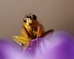 Fliege auf Krokus