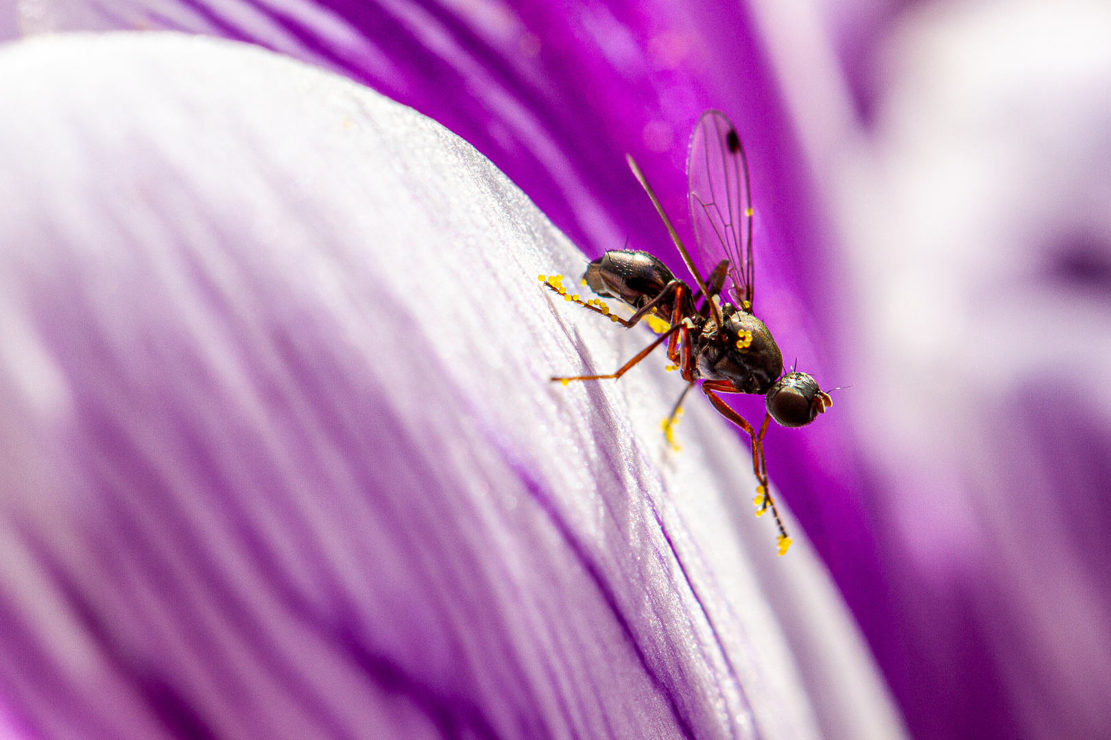 Fliege auf Krokusblüte