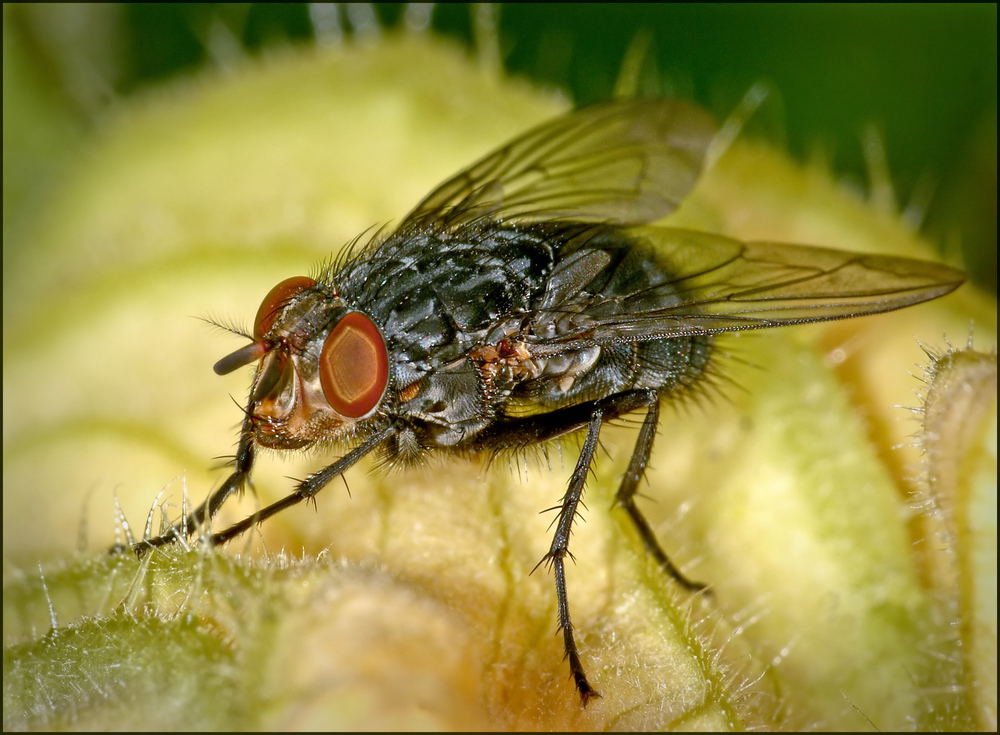 Fliege auf Kürbisblüte