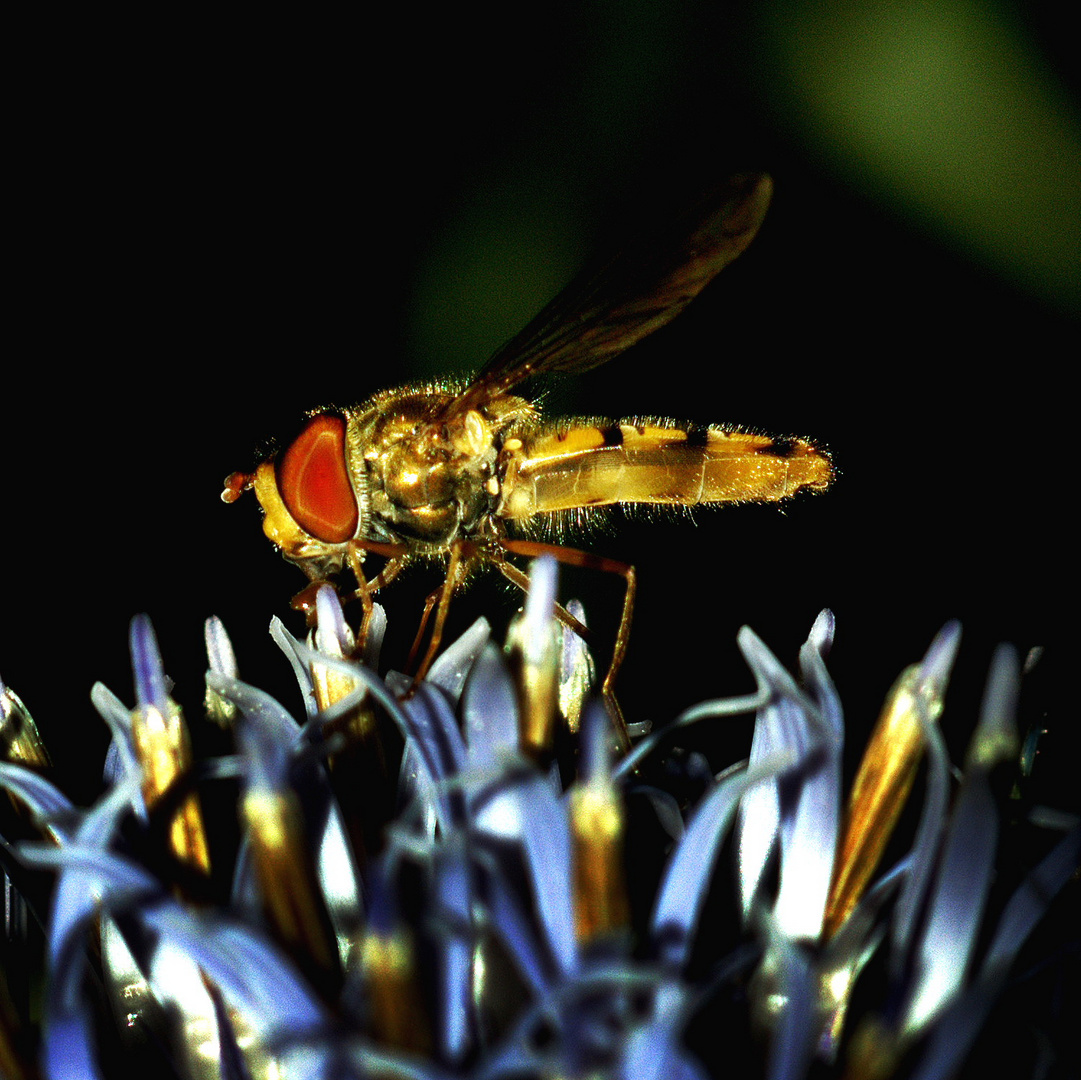 Fliege auf Kugeldistel