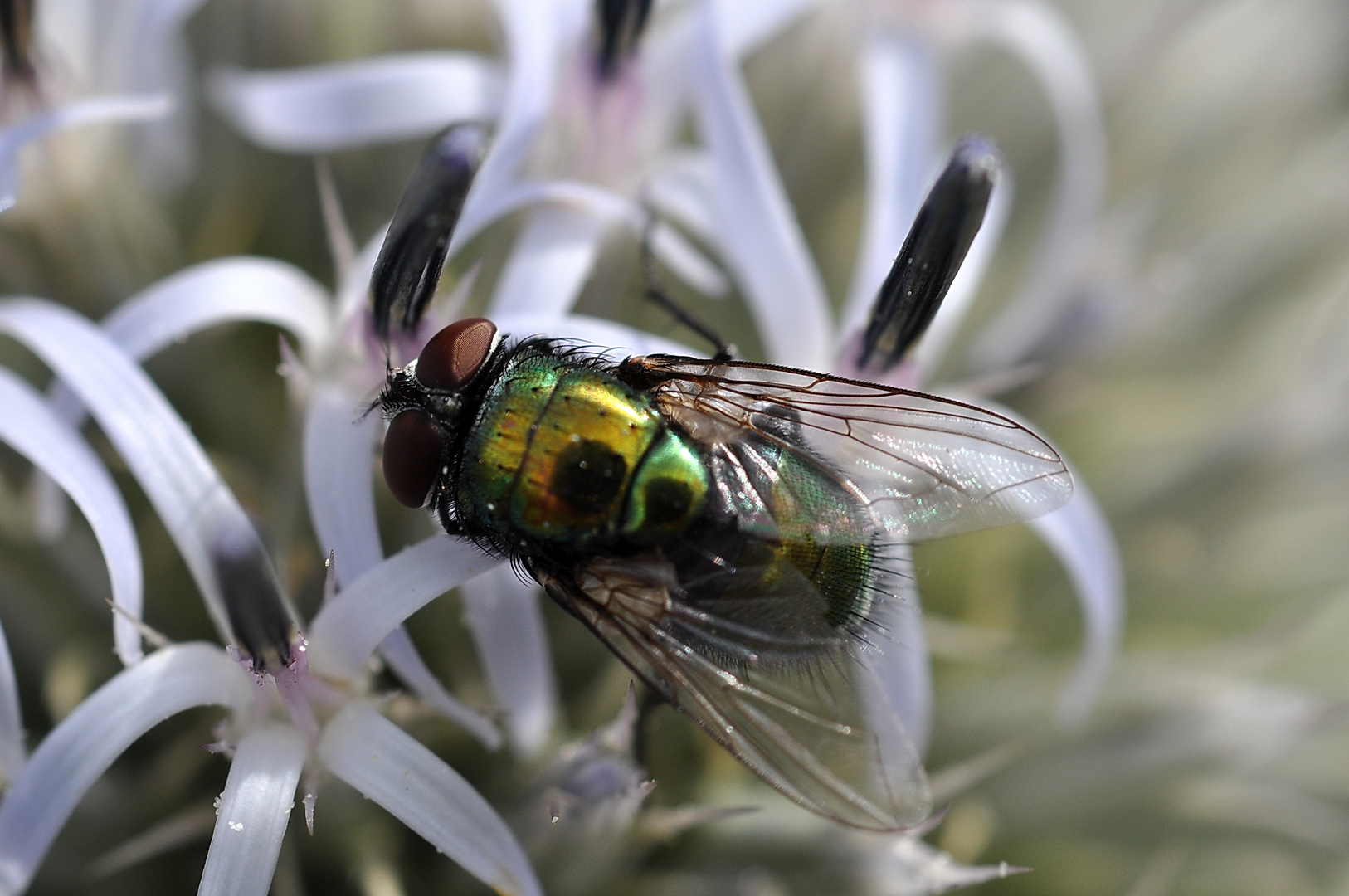 Fliege auf Kugeldistel