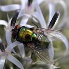 Fliege auf Kugeldistel