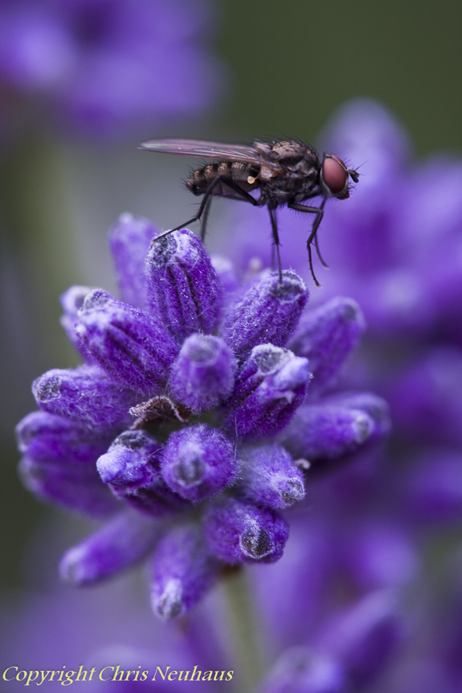 Fliege auf Lavendel