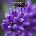 Fliege auf Lavendel