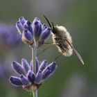 Fliege auf Lavendel