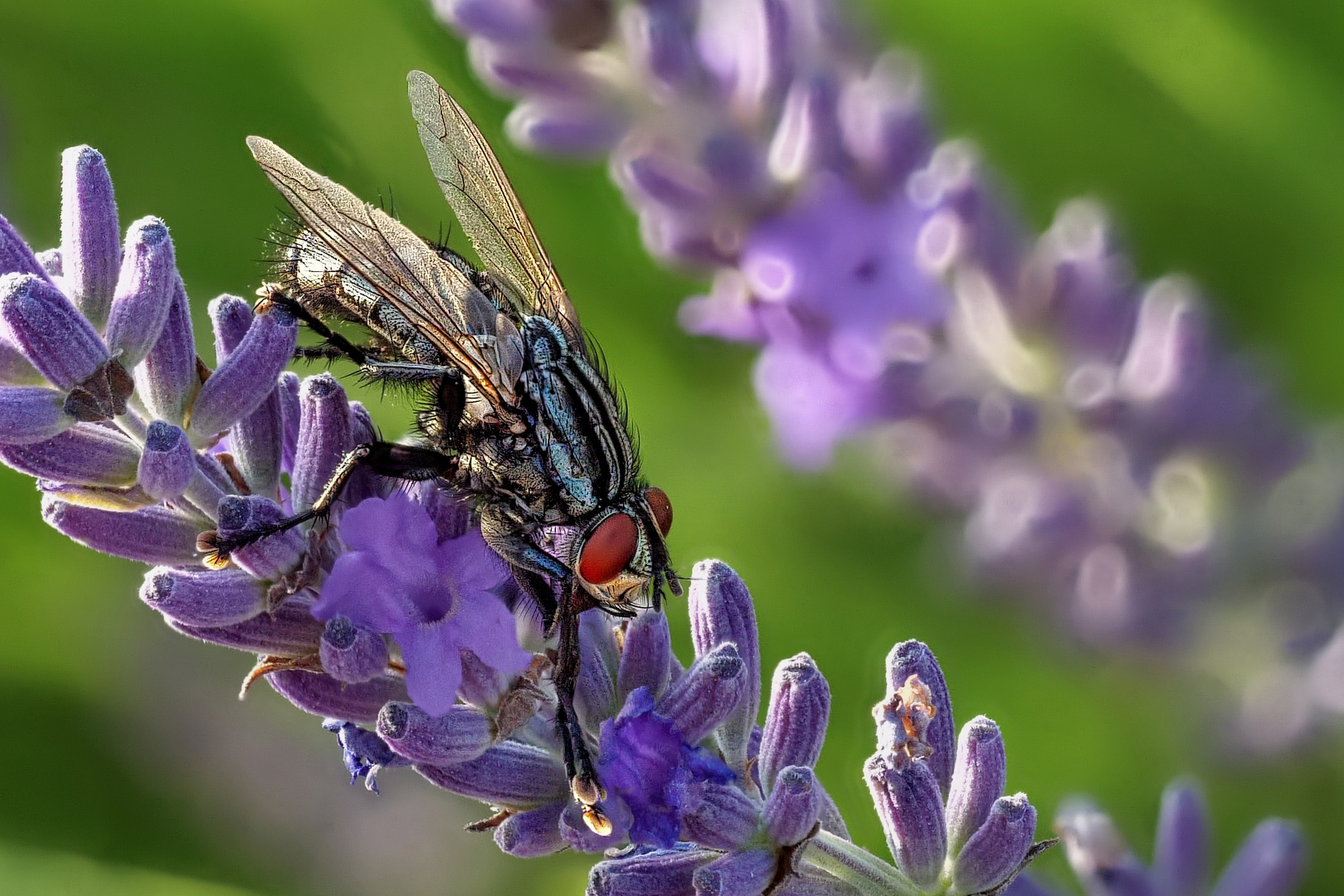 Fliege auf Lavendel