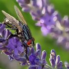 Fliege auf Lavendel