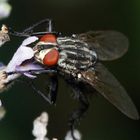 Fliege auf Lavendelblüte