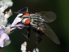 Fliege auf Lavendelblüte