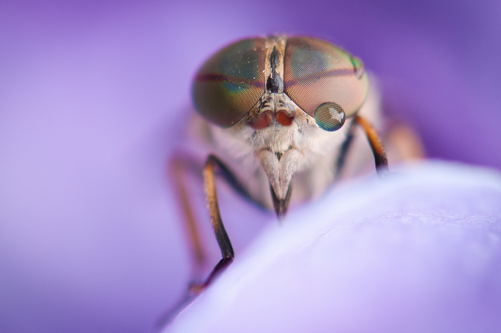 Fliege auf Lila