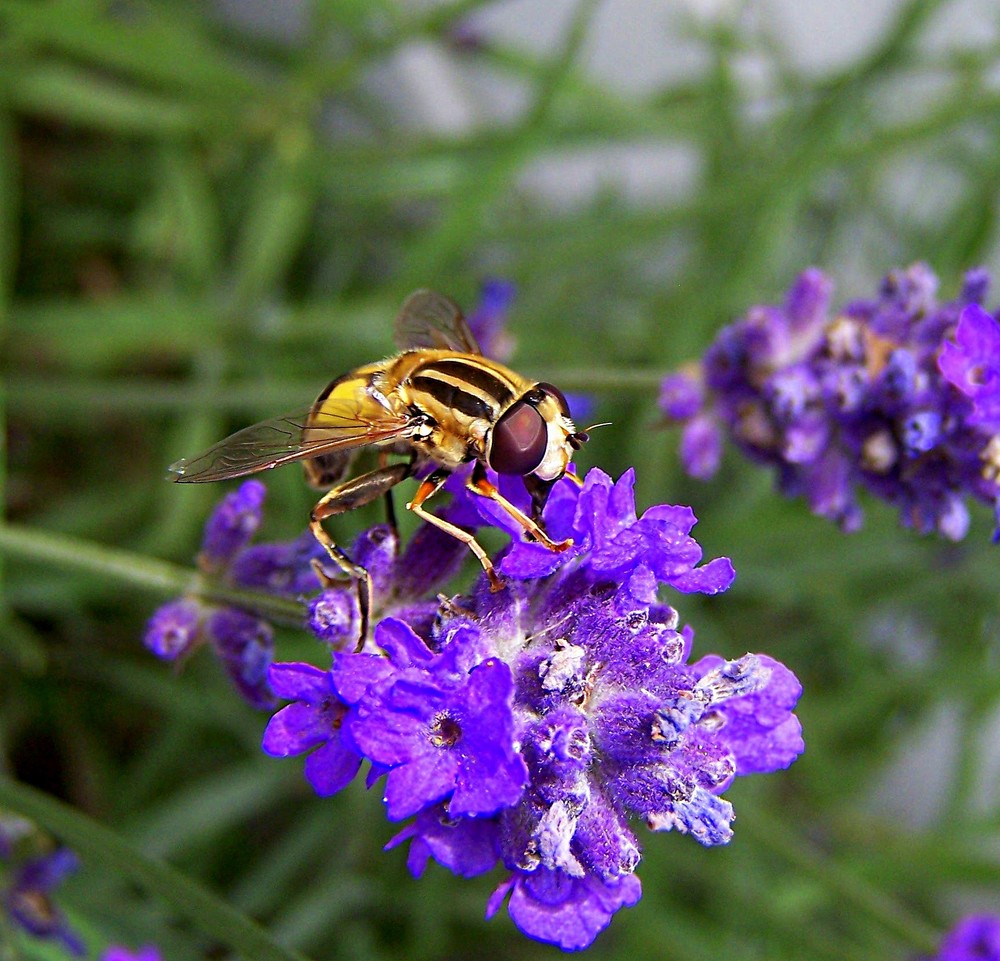 Fliege auf lila Blüte