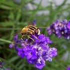 Fliege auf lila Blüte