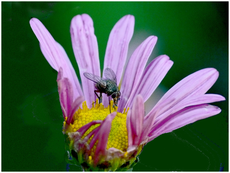 Fliege auf lila Chrysanthemenblüte - 1