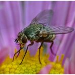 Fliege auf lila Chrysanthemenblüte - 2