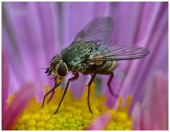 Fliege auf lila Chrysanthemenblüte - 2