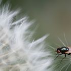 Fliege auf Löwenzahn