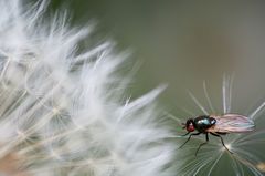 Fliege auf Löwenzahn