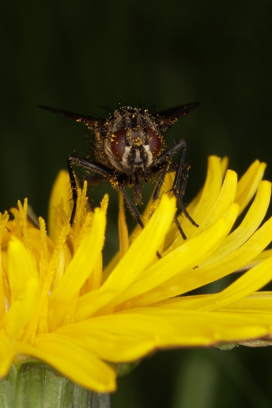 Fliege auf Loewnzahn