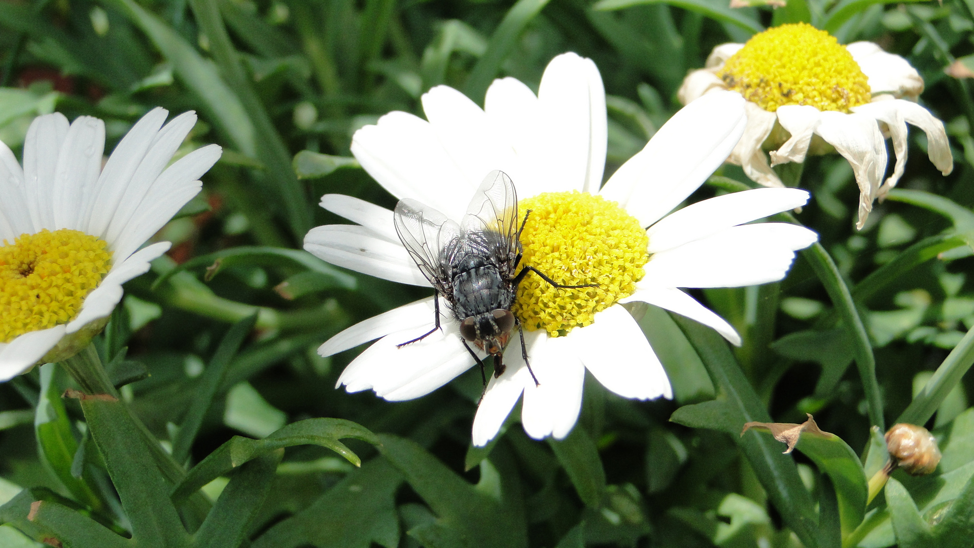 Fliege auf Margarite