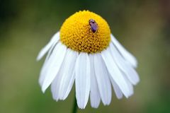 Fliege auf Margaritenblüte 2