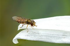 Fliege auf Margaritte_MG_0457