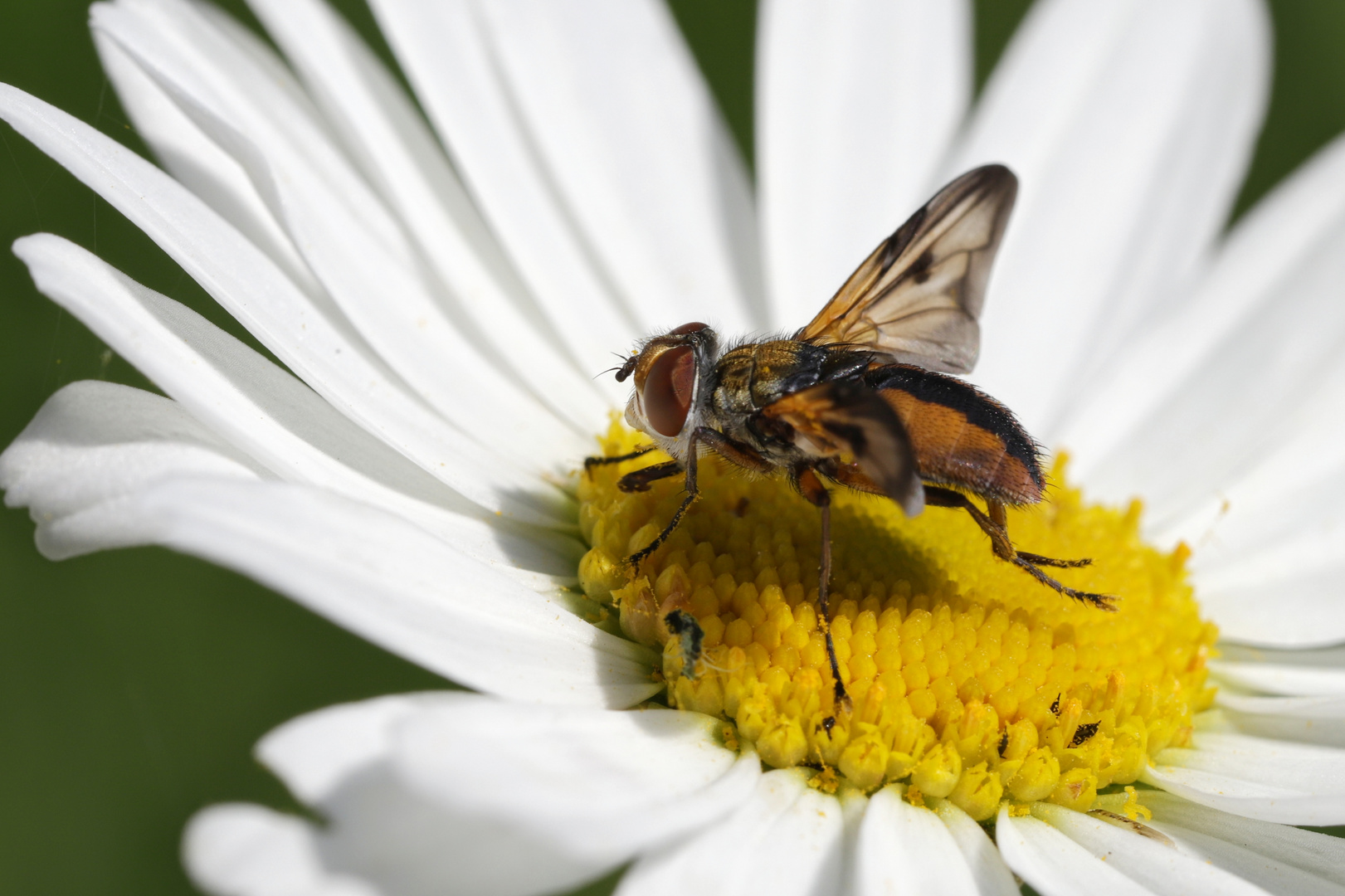 Fliege auf Margerite (2018_05_18_EOS 6D Mark II_3068_ji)