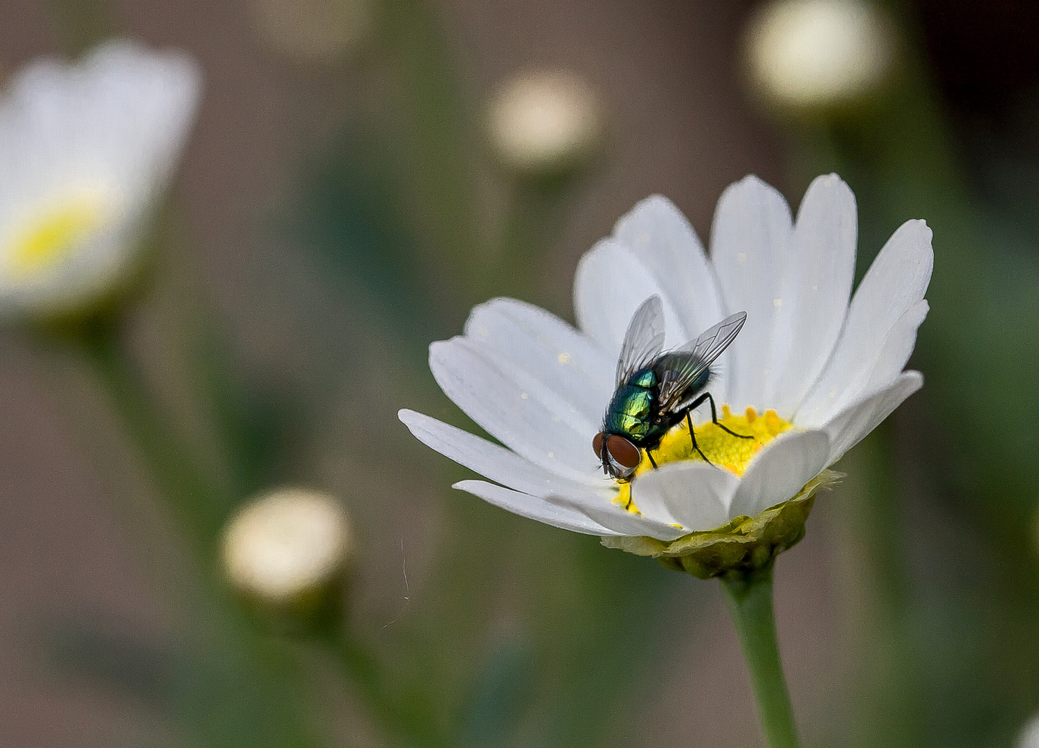 Fliege auf Margerite...