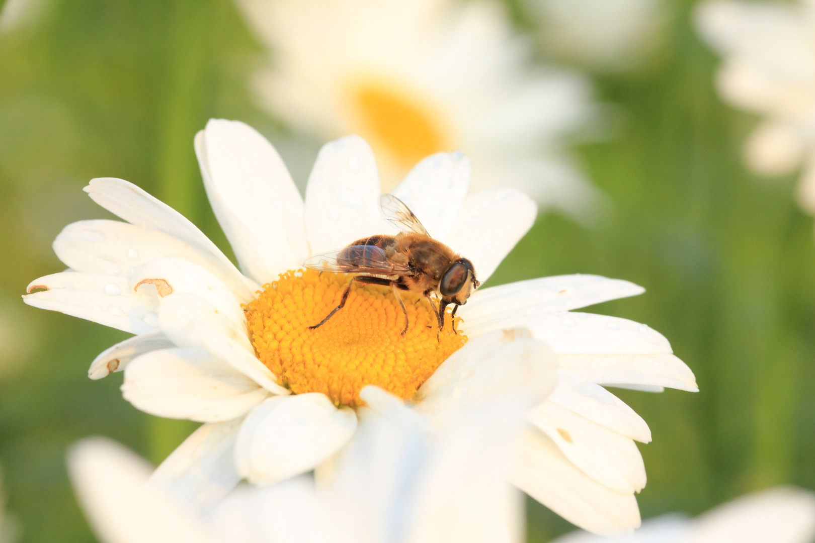 Fliege auf Margerite