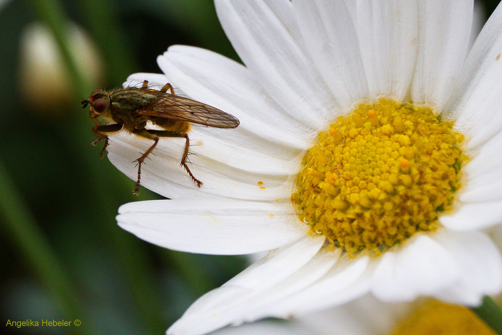 "Fliege auf Margerite"