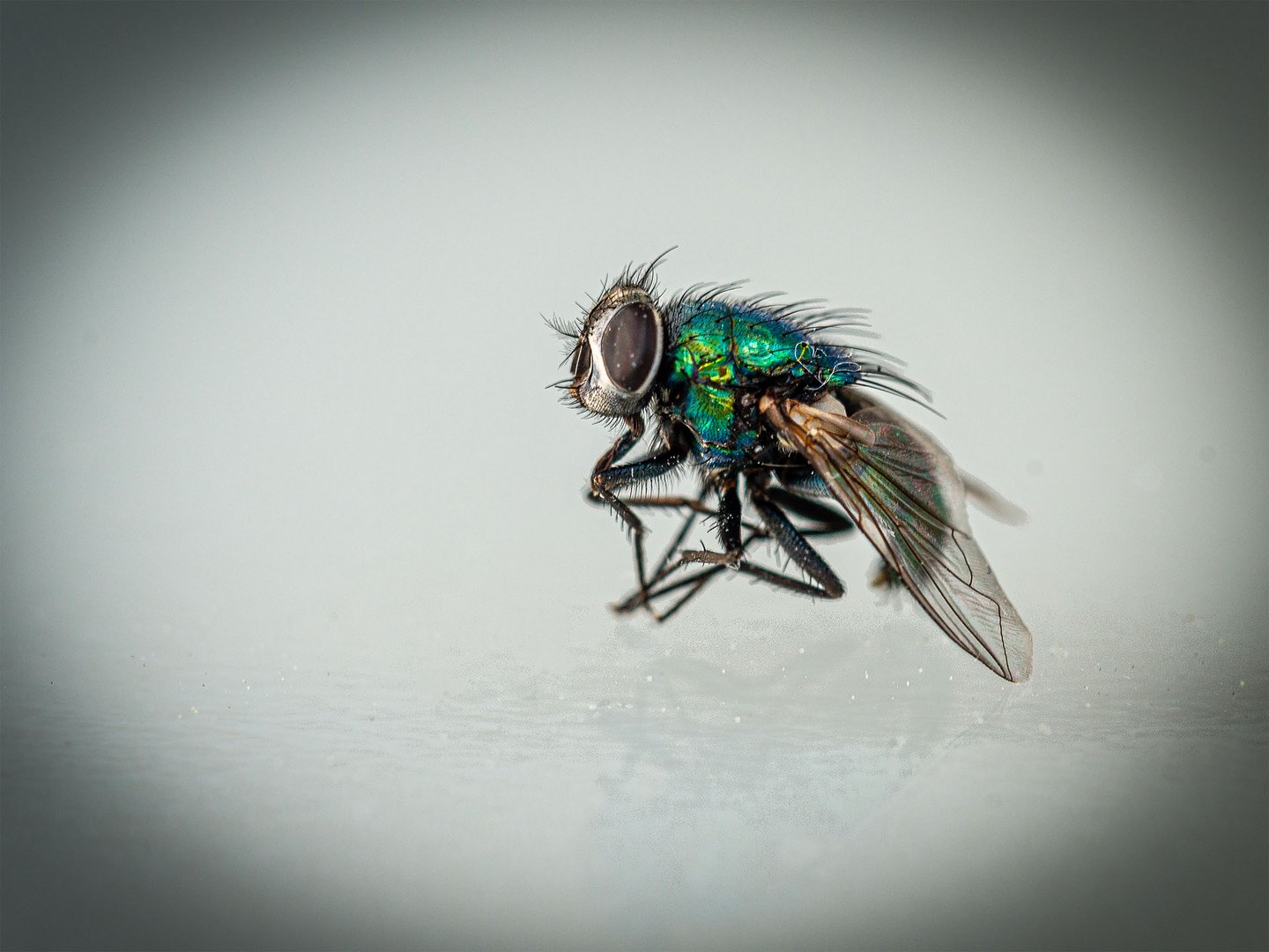 Fliege auf meinem Terrassentisch