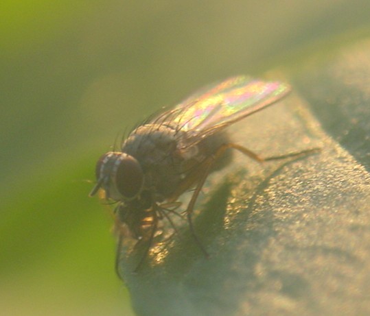 Fliege auf meiner Chillipflanze