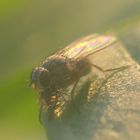 Fliege auf meiner Chillipflanze