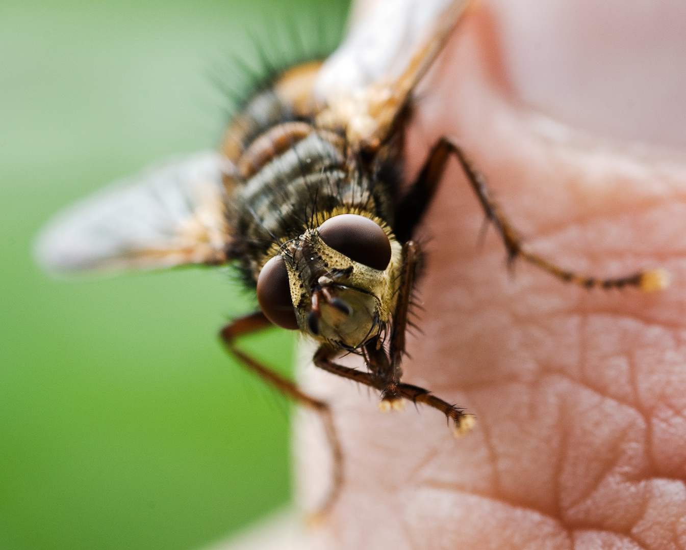 Fliege auf meiner Hand