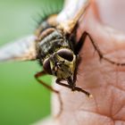 Fliege auf meiner Hand