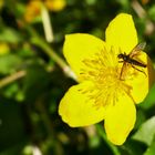 Fliege auf meiner Sumfdotterblume