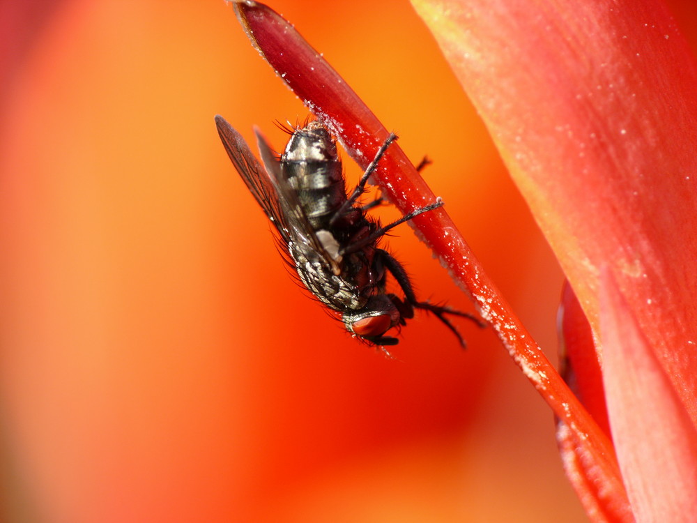 Fliege auf Melone