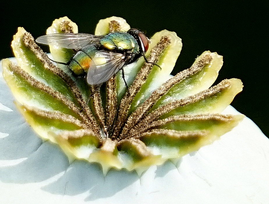 Fliege auf Mohnkapsel