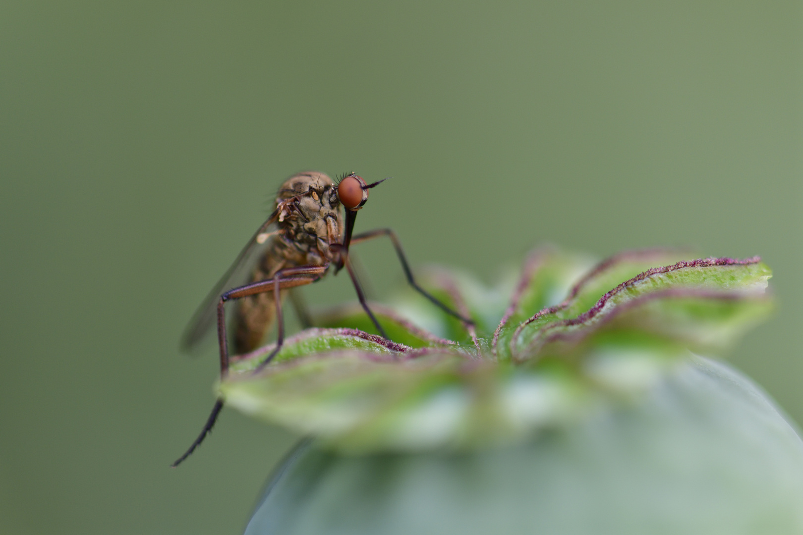 Fliege auf Mohnkapsel