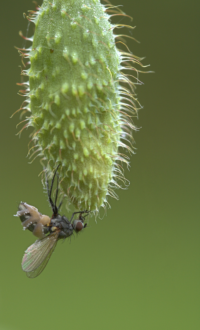 Fliege auf Mohnkapsel