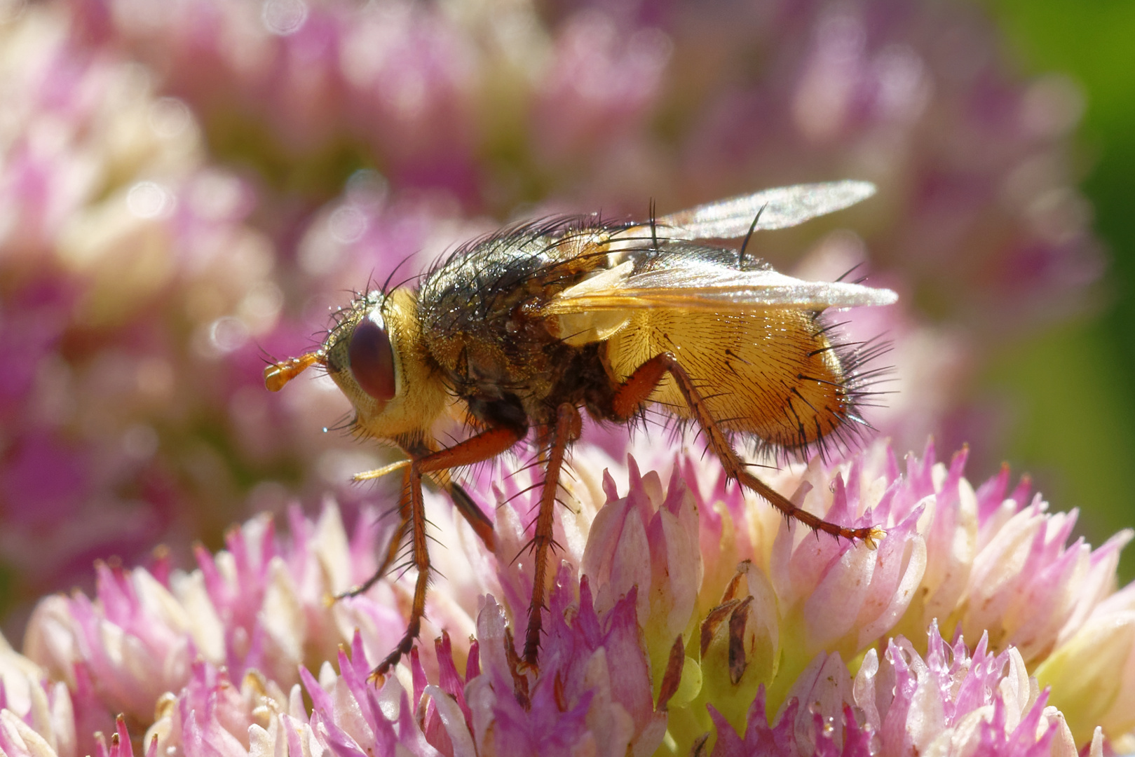 Fliege auf Nahrungssuche